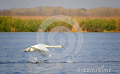 Flying swan Stock Photo
