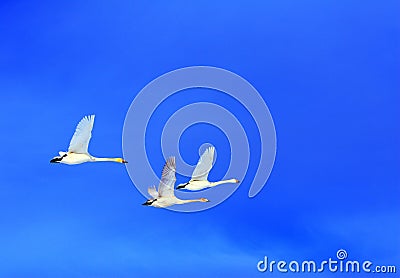 Flying Swan Family Stock Photo