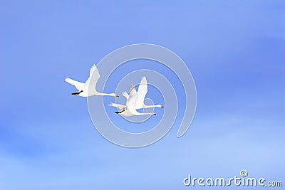 Flying Swan Family Stock Photo