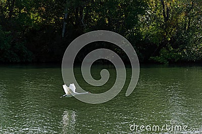 Flying swan and Seine river banks Stock Photo