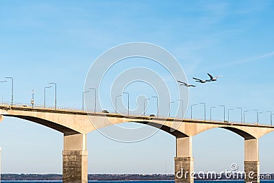 Flying swans by the bridge Stock Photo