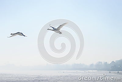 Flying swans 2 Stock Photo