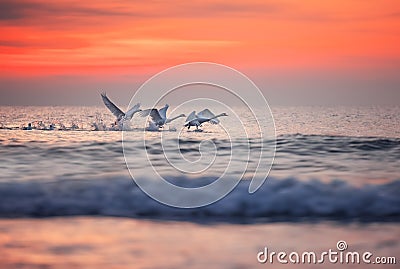 Flying swans over sea water Stock Photo