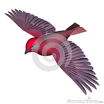 Flying Tanager Stock Photo