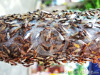 Flying termites lots of Rainy season Stock Photo