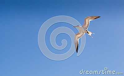 Flying Tern against a blue Florida sky Stock Photo