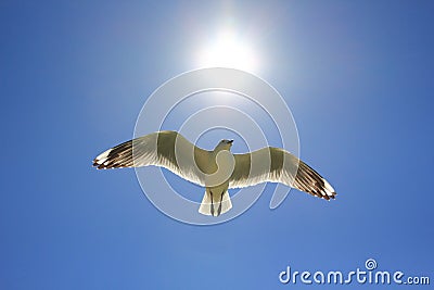 Silver gull flying in clear blue sky under dazzling sun Stock Photo