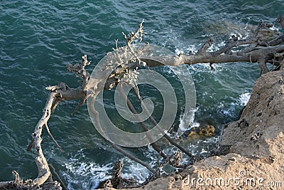 Flying tree over the ocean Stock Photo