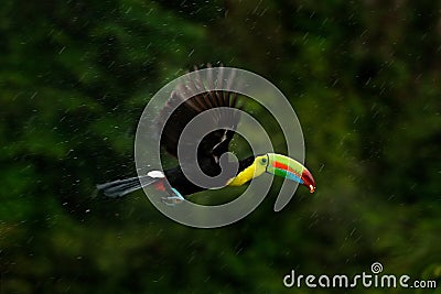 Flying tropic bird during strong rain. Keel-billed Toucan, Ramphastos sulfuratus, bird with big bill fly above the forest. Beautif Stock Photo