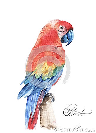 Flying tropical parrot Ara. Watercolor hand drawn illustration Cartoon Illustration