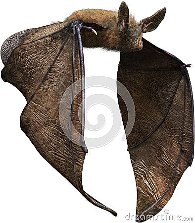 Flying Vampire Bat, Halloween, Isolated, Wildlife Stock Photo