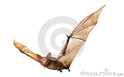 Flying Vampire bat isolated on white background Stock Photo