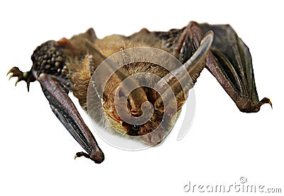 Flying Vampire bat isolated on white background Stock Photo