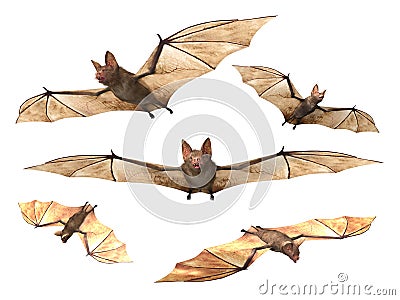 Flying Vampire bats Stock Photo