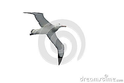 Flying Wandering Albatross, Snowy Albatross, White-Winged Albatross or Goonie, diomedea exulans, Antarctica Stock Photo