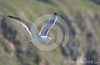Flying Western Gull Stock Photo