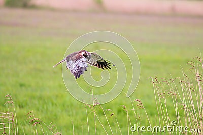 Flying western marsh harrier in the Netherlands Stock Photo