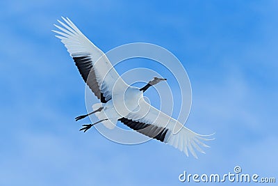 Flying White bird Red-crowned crane, Grus japonensis, with open wing, blue sky with white clouds in background, Hokkaido, Japan Stock Photo