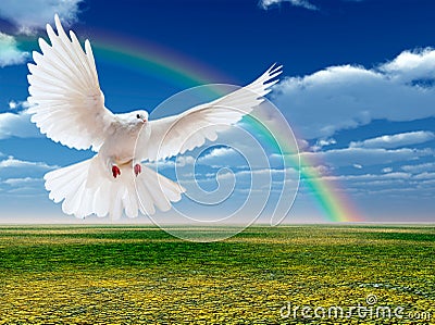 Flying white dove Stock Photo