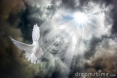 Flying white dove in front of stormy sky Stock Photo