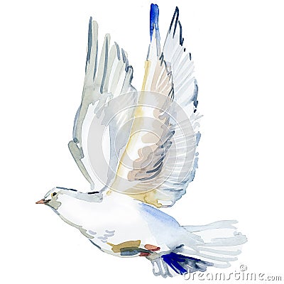 Flying white dove watercolor illustration. white pigeon isolated on white. Cartoon Illustration