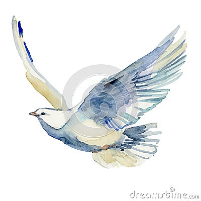 Flying white dove watercolor illustration. white pigeon isolated on white. Cartoon Illustration