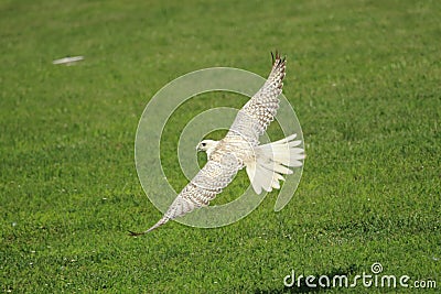 Flying white gyrfalcon Stock Photo