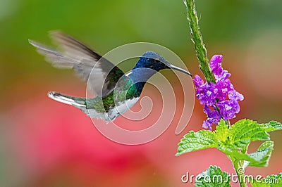 Flying White-necked jacobin Stock Photo