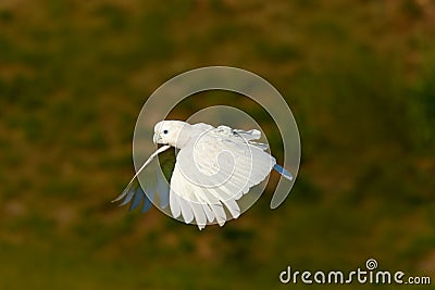 Flying white parrot. Solomons cockatoo, Cacatua ducorpsii, flying white exotic parrot, bird in the nature habitat, action scene fr Stock Photo