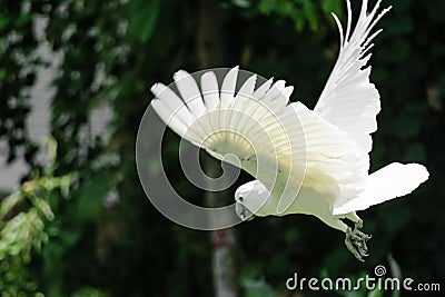 Flying white Sulphur-crested cockatoo in green foliage blurred background Stock Photo