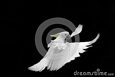 Flying white Sulphur-crested cockatoo isolated on black background Stock Photo