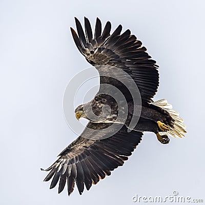 Flying Predatory White-talied Sea Eagle Stock Photo