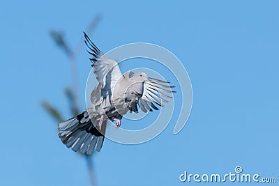 Flying wood pigeon with disheveled feathers and blue sky Stock Photo