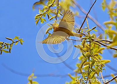 Flying Yellow Warbler Stock Photo