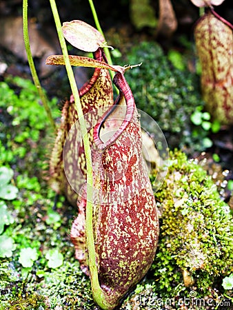 Flytrap Predatory Carnivorous monkey cups plant, tropical pitcher plants ,Nepenthes mirabilis Ventrata Stock Photo