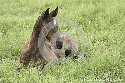 Foal in the grass Stock Photo