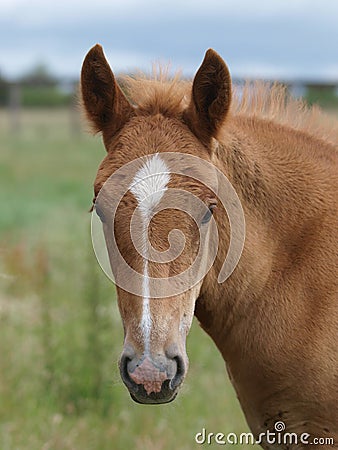 Foal Headshot Stock Photo