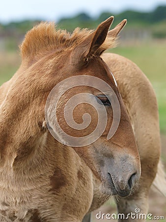 Foal Headshot Stock Photo