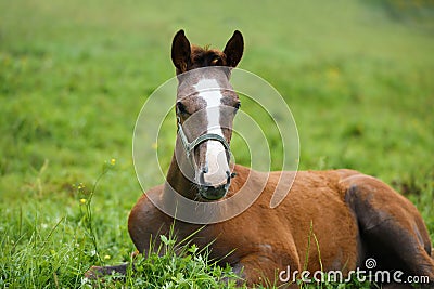 Foal lying on grass Stock Photo