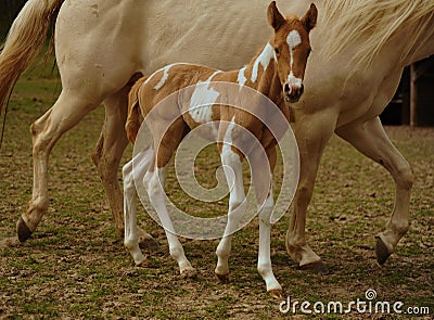 Foal and mare Stock Photo