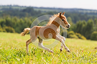 Foal mini horse Falabella Stock Photo