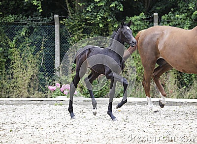 Foal raises forequarters Stock Photo