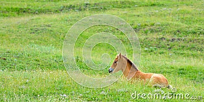 Adorable foal resting Stock Photo