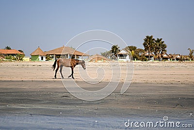 Foal running along the shore of the beach Stock Photo