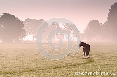 Foal silhouette on pasture in fog Stock Photo