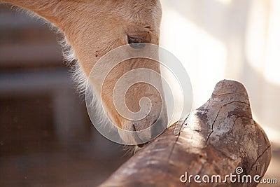 Foal sniffing and explore surroundings. Courious Horse baby learning new experience Stock Photo