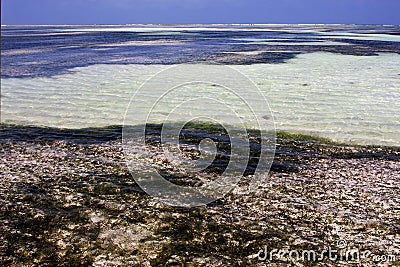 Foam the blue lagoon relax of zanzibar africa Stock Photo