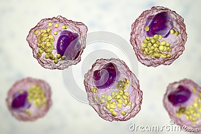 Foam cell, a macrophage cell with lipid droplets Cartoon Illustration