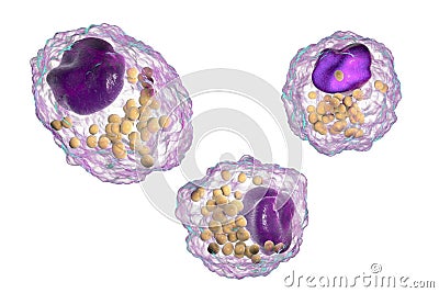 Foam cell, a macrophage cell with lipid droplets Cartoon Illustration