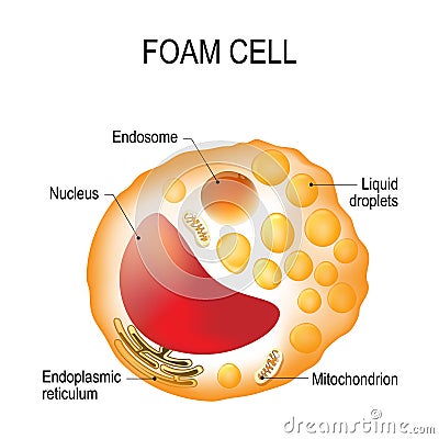 Foam cell. Cell structure Vector Illustration